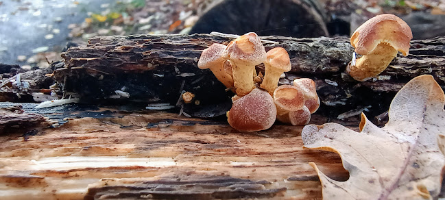 Theehuis de Haarlemmerhout