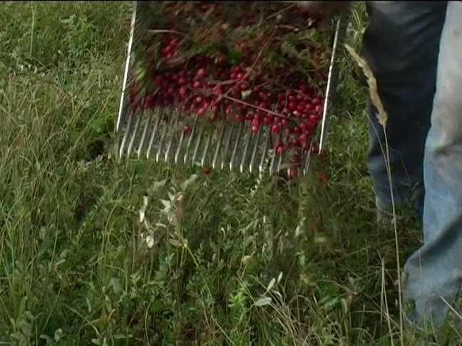 Opinii despre De Bessenschuur în West-Terschelling - Horeca