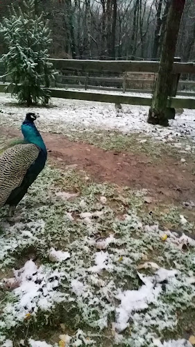 Boscafé 't Hijgend Hert