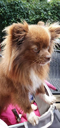 Chalet ten Bosch - Den Haag