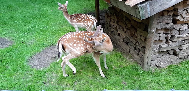 Boscafé 't Hijgend Hert - Vijlen