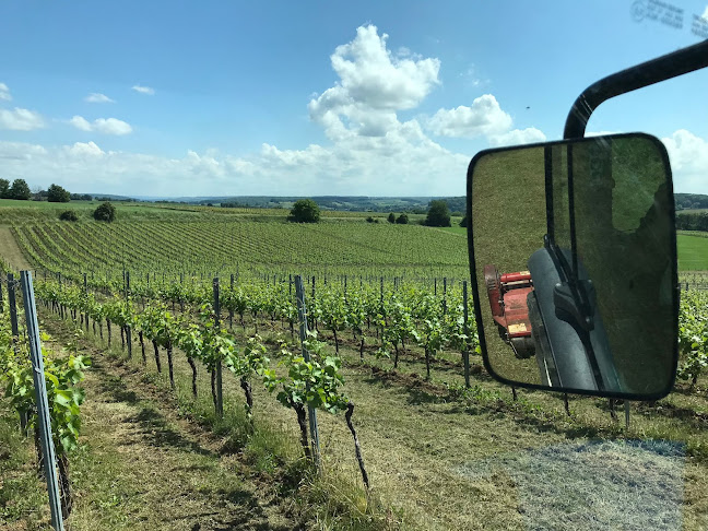 Comments and reviews of Wijndomein St. Martinus, locatie Langeberg