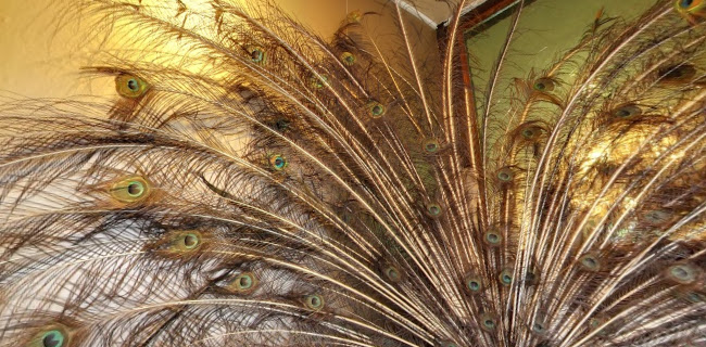 Restaurant Grand Café Peacock's - Ermelo