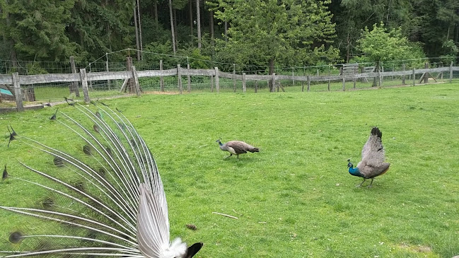 Opinii despre Boscafé 't Hijgend Hert în Vijlen - Horeca