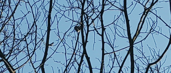 Restaurant en Café Ponderosa - Assen