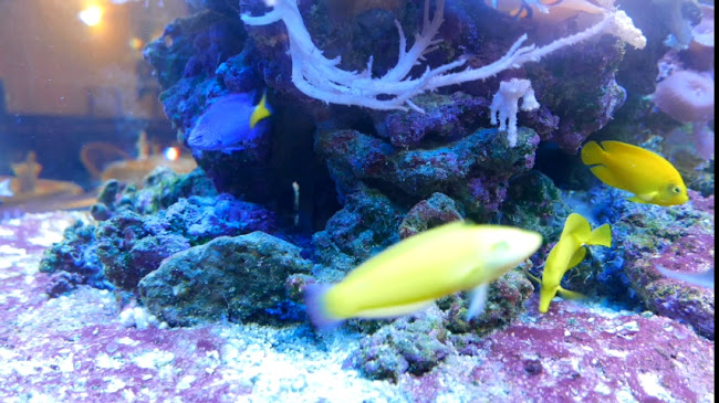 Opinii despre China Fantasy în Hoofddorp - Horeca