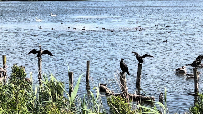 Comments and reviews of De Molenplas