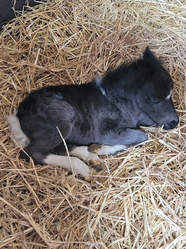 Opinii despre Het Leersumse Veld în Leersum - Horeca