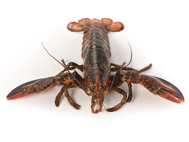 Zeevismarkt Urk - Urk