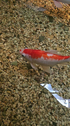 Asian Tower - Horeca