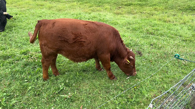 Pannenkoekenherberg Hollandershoeve - Reusel