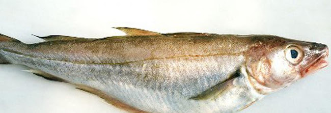 Burgemeester J. Schipperkade 4, 8321 EH Urk