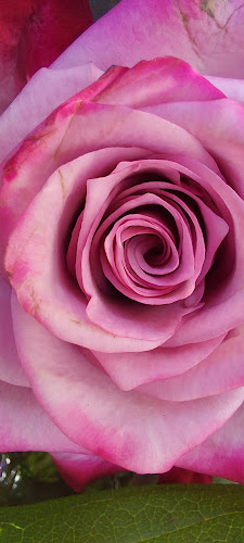 Ruitenbeek's Bloemenhandel markt Putten/Nijkerk /Amersfoort - Horeca