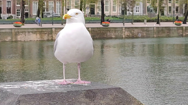 Buitenhof 30, 2513 AG Den Haag