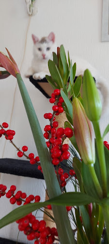 Opinii despre Ruitenbeek's Bloemenhandel markt Putten/Nijkerk /Amersfoort în Putten - Horeca