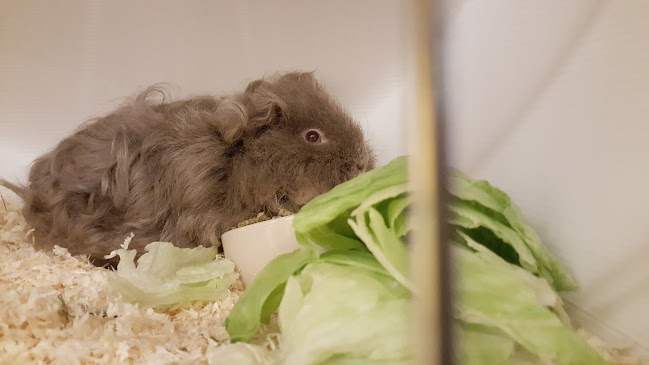 Opinii despre Café Zaal De Harmonie în Wessem - Horeca