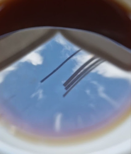 Black & Bloom - Horeca