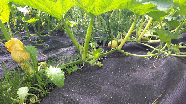 Opinii despre Groente en Akkerbouwbedrijf Groenteboerinnetje în Ter Apel - Horeca