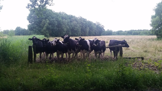 Wilgeman 1v De berkt