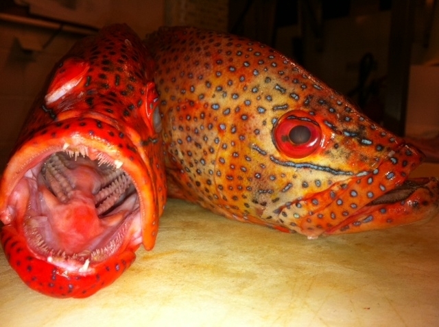 Florizz Bar & Kitchen