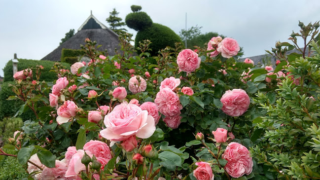 Opinii despre Ellen's Creative Cakes în Donderen - Horeca