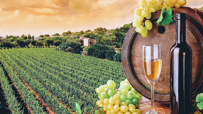 Comentarii opinii despre More than wine