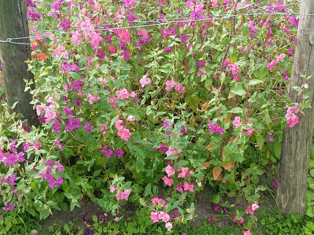 Pluktuin Stoutenburg - Stoutenburg