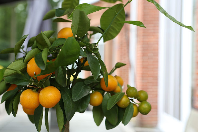 Orangerie Mattemburgh Phone number