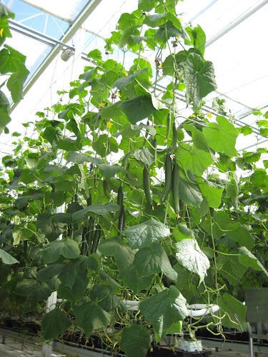 Opinii despre Fresh Garden Holland B.V. în Zuid-Scharwoude - Horeca