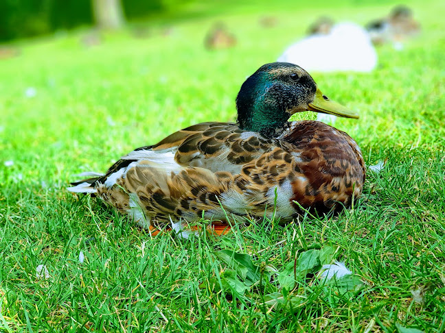 Cafetaria De Nude - Horeca