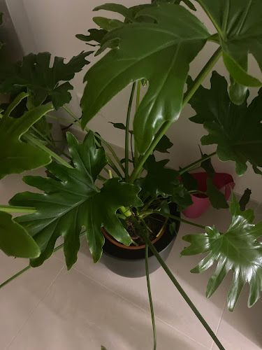 Van Hogendorpplein 27, 2805 BM Gouda