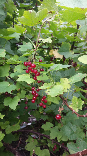 Groente en Akkerbouwbedrijf Groenteboerinnetje - Ter Apel