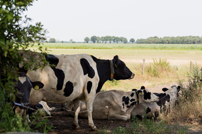 Boerderij Terras de Ritskampen Open Times