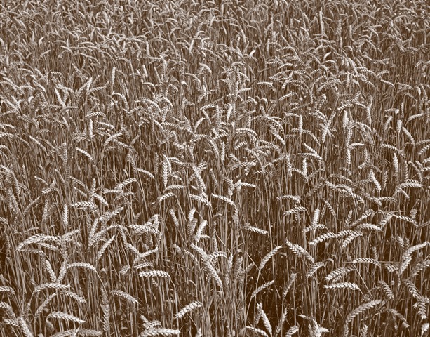 Bakkerij Tetteroo Naarden - Naarden