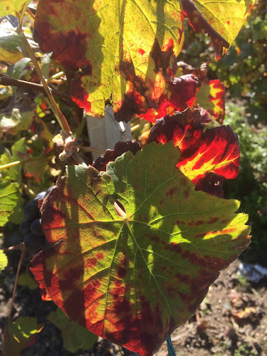 Comentarii opinii despre Huis van Champagne