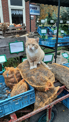Comentarii opinii despre Groente en Akkerbouwbedrijf Groenteboerinnetje