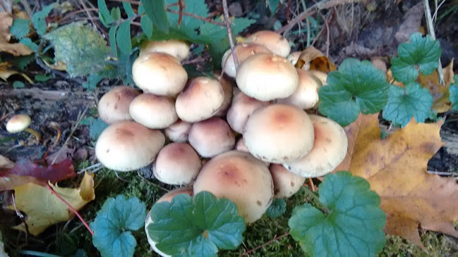 Pr. Beatrixlaan 7, 3062 CM Rotterdam