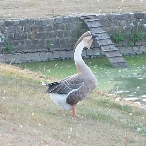 Comentarii opinii despre Café de Boom V.O.F.