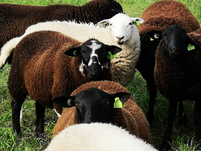 Reviews of Biljartvereniging Het Vaartje in Dongen - Horeca