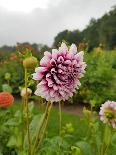 Comentarii opinii despre Pluktuin Stoutenburg