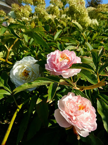 Comentarii opinii despre Ellen's Creative Cakes