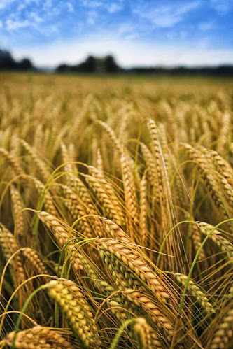 Pally Biscuits B.V. - Horeca