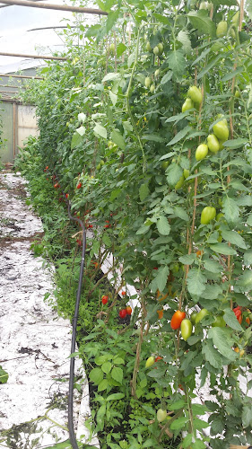 Groente en Akkerbouwbedrijf Groenteboerinnetje - Horeca