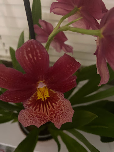 Comments and reviews of Top Food Snack & Grillstore