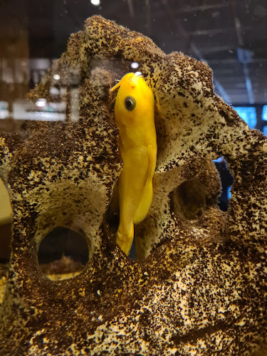 De Rode Lampion - Horeca