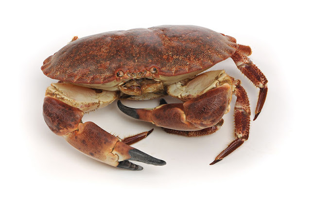 Reviews of Zeevismarkt Urk in Urk - Horeca