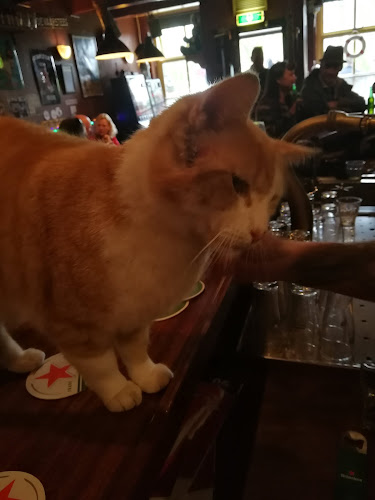 Comentarii opinii despre Cafe Tuinzicht