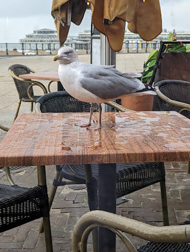 Comentarii opinii despre Vitesse Grand Café Restaurant