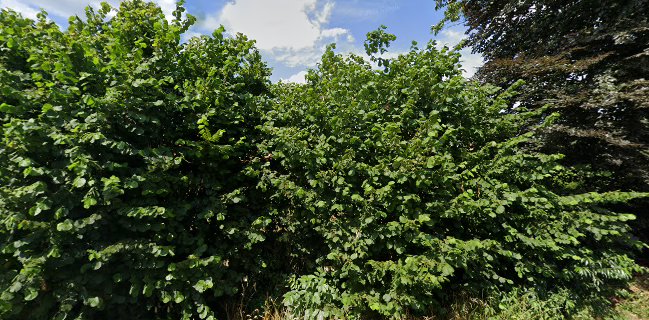 BIDES Food & Drinks est.2021